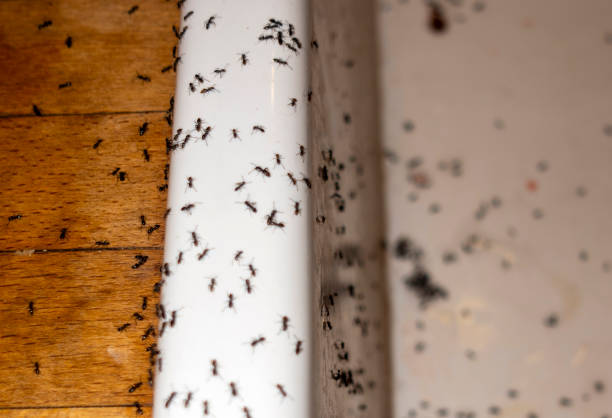 Best Termite Control Services  in Pleasant Run Farm, OH